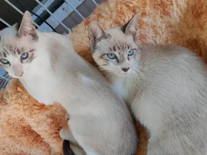 Gato raça Siamês idade 7 a 11 meses nome CAROLINA ROSARIO GARCEZ