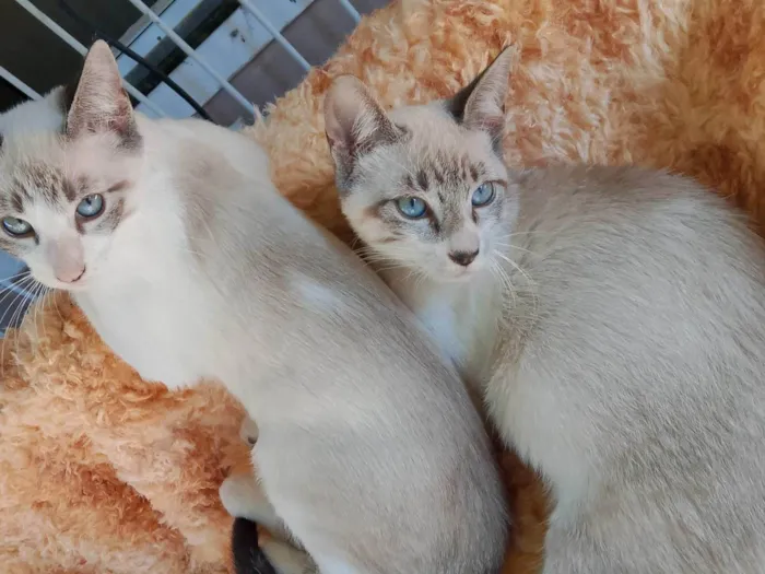 Gato ra a Siamês idade 7 a 11 meses nome CAROLINA ROSARIO GARCEZ