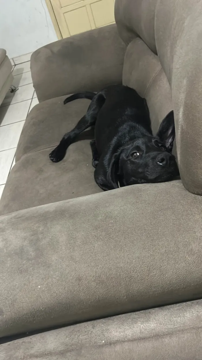 Cachorro ra a SRD-ViraLata idade 2 a 6 meses nome Chico