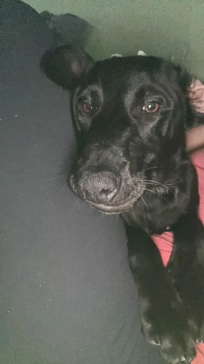 Cachorro ra a SRD-ViraLata idade 2 a 6 meses nome Chico