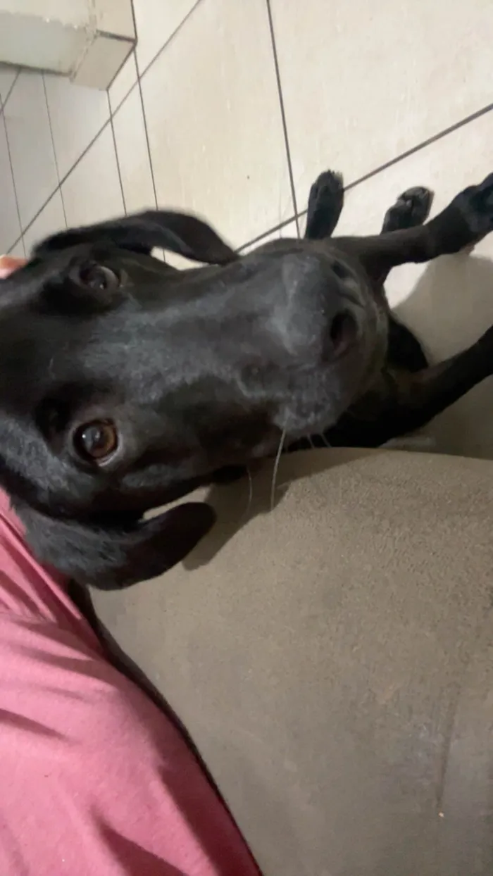 Cachorro ra a SRD-ViraLata idade 2 a 6 meses nome Chico