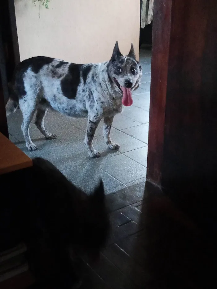 Cachorro ra a São Bernardo idade 3 anos nome Pandora