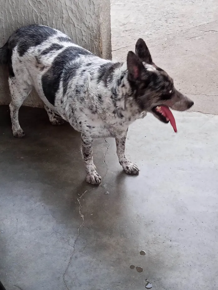 Cachorro ra a São Bernardo idade 3 anos nome Pandora