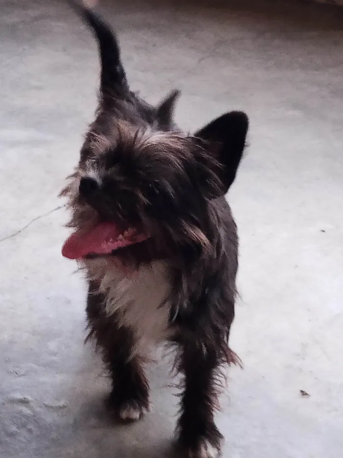 Cachorro ra a Shitzu idade 2 anos nome Não tem nome
