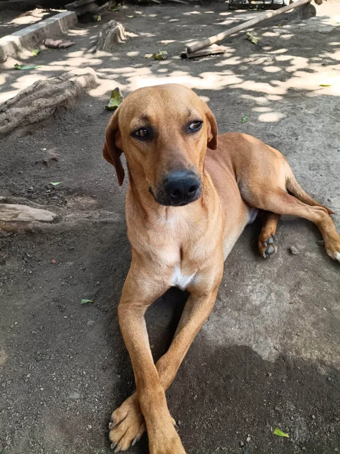 Cachorro ra a SRD-ViraLata idade 2 anos nome Dourado 