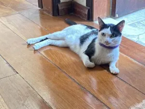 Gato raça SRD-ViraLata idade 3 anos nome Ranne