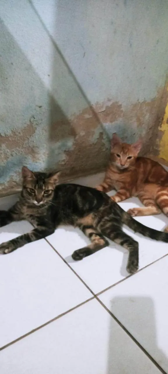4 GATINHOS