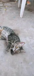 Gato ra a SRD-ViraLata idade 2 a 6 meses nome 4 GATINHOS