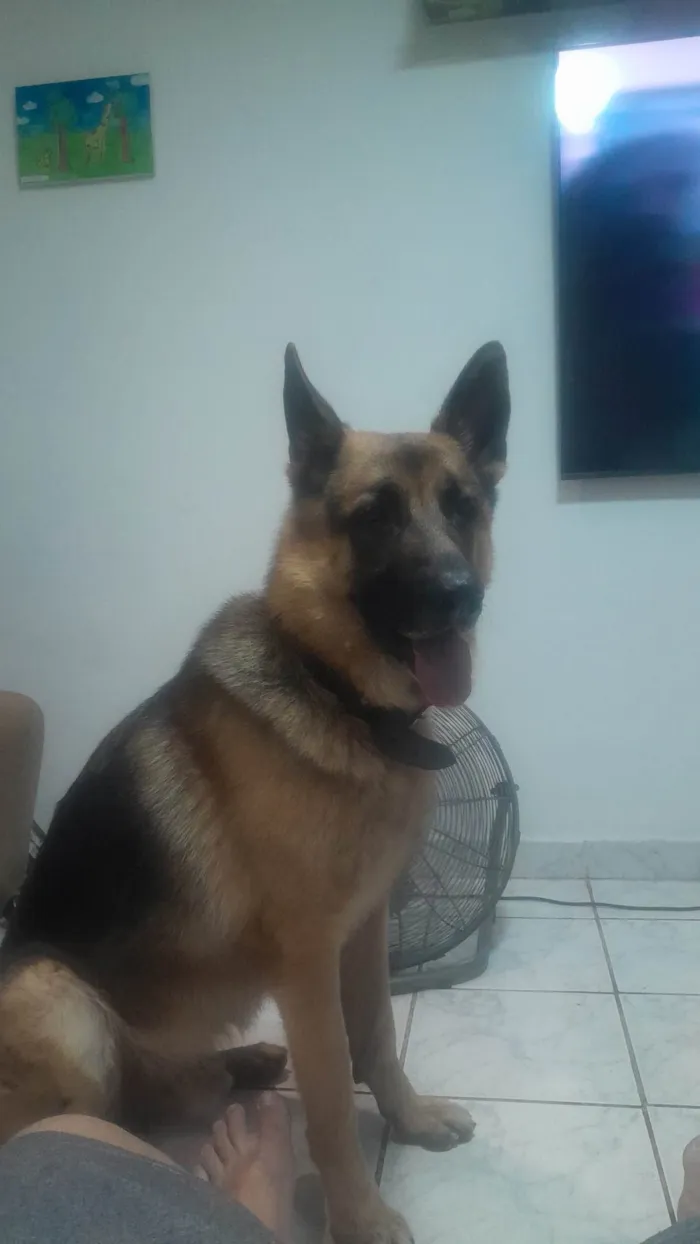 Cachorro ra a Pastor Alemão idade 5 anos nome Bob
