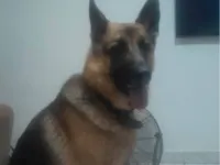 Cachorro ra a Pastor Alemão idade 5 anos nome Bob
