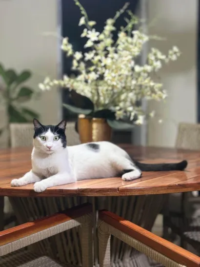 Gato ra a SRD-ViraLata idade 1 ano nome Simba