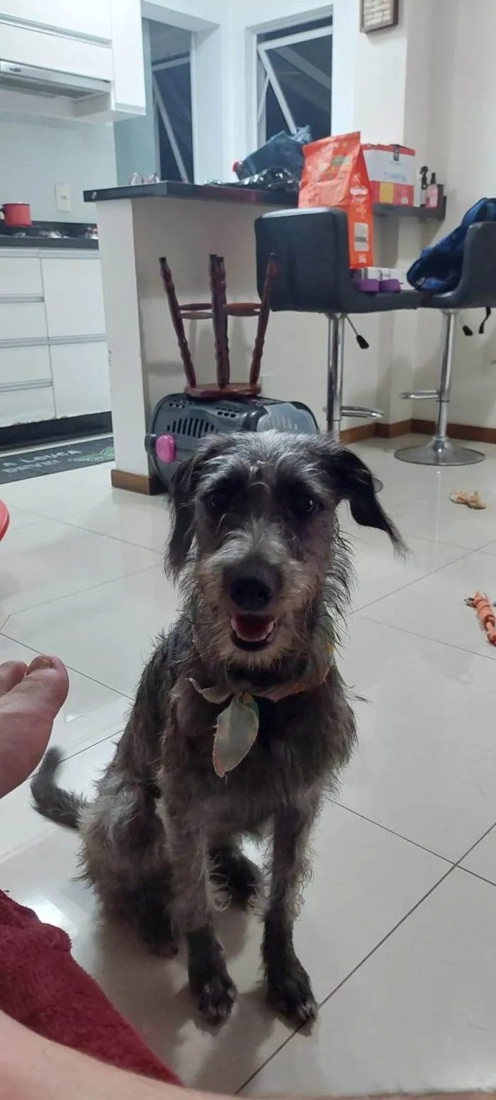 Cachorro ra a SRD-ViraLata idade 2 anos nome Linda