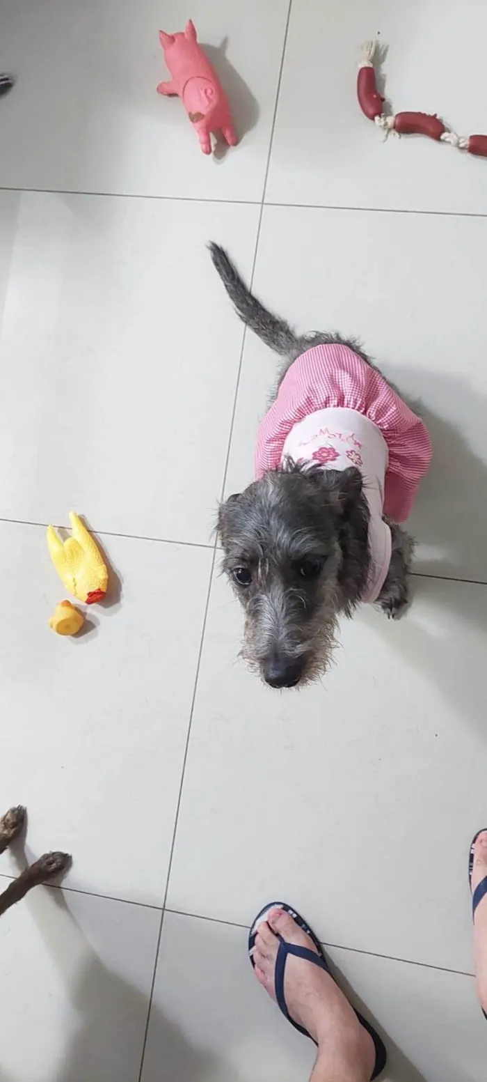 Cachorro ra a SRD-ViraLata idade 2 anos nome Linda