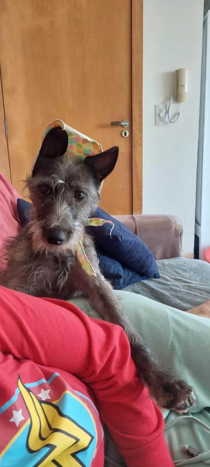 Cachorro ra a SRD-ViraLata idade 2 anos nome Linda