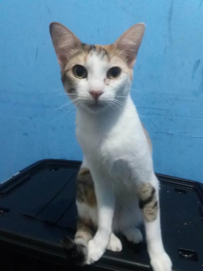 Gato raça SRD- idade 7 a 11 meses nome Lady Day