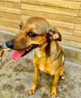 Cachorro ra a SRD-ViraLata idade 2 anos nome Dolly 