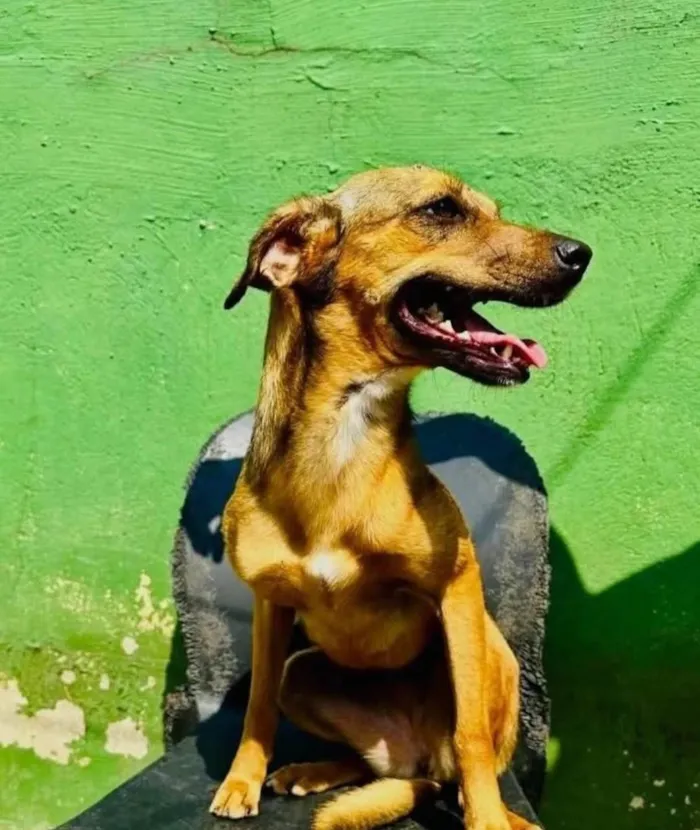 Cachorro ra a SRD-ViraLata idade 2 anos nome Dolly 