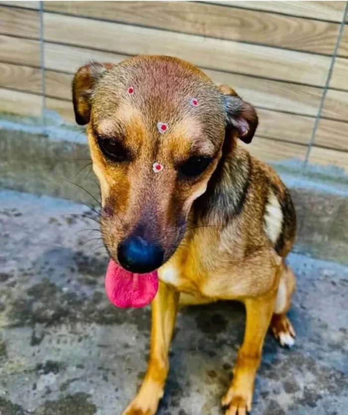 Cachorro ra a SRD-ViraLata idade 2 anos nome Dolly 