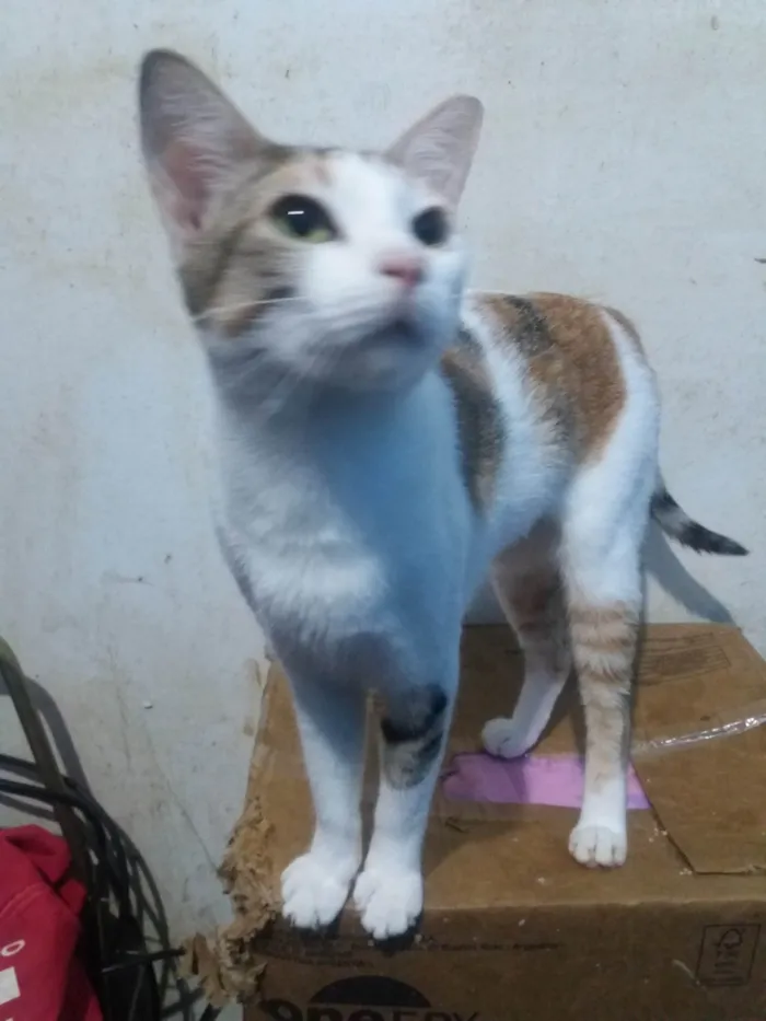 Gato raça SRD- idade 7 a 11 meses nome Lady Day