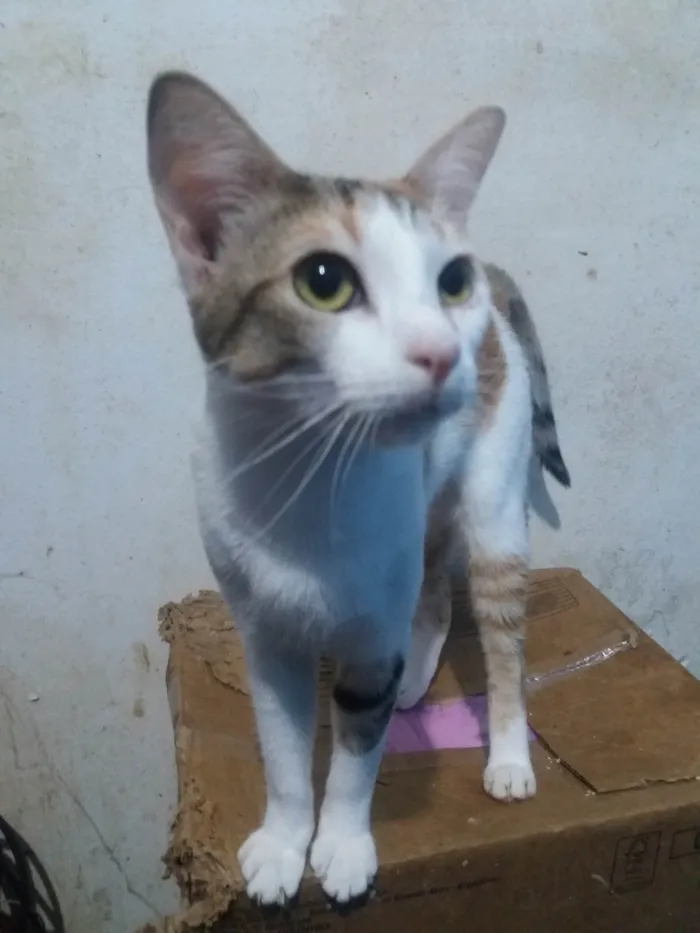 Gato raça SRD- idade 7 a 11 meses nome Lady Day