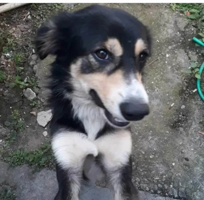 Cachorro ra a SRD-ViraLata idade 1 ano nome Panda 