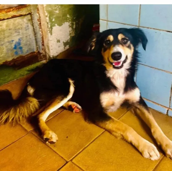 Cachorro ra a SRD-ViraLata idade 1 ano nome Panda 