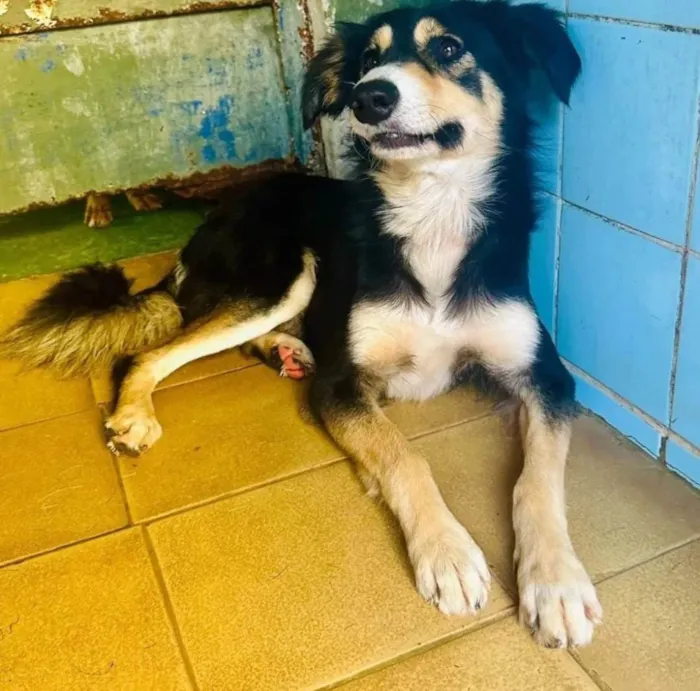 Cachorro ra a SRD-ViraLata idade 1 ano nome Panda 