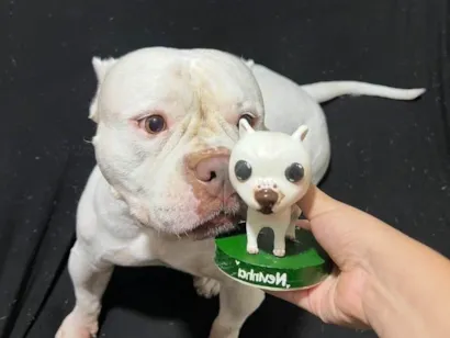 Cachorro raça Pit-Bull idade 6 ou mais anos nome Nevinha 
