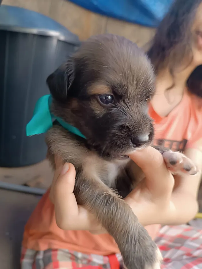 Cachorro ra a SRD-ViraLata idade Abaixo de 2 meses nome Zero um