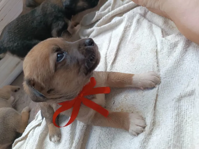 Cachorro ra a SRD-ViraLata idade Abaixo de 2 meses nome Dois