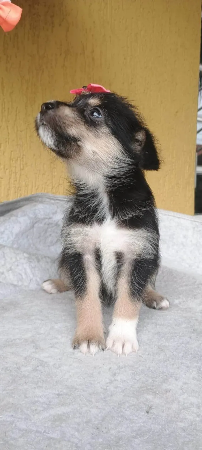 Cachorro ra a SRD-ViraLata idade 2 a 6 meses nome Samantha