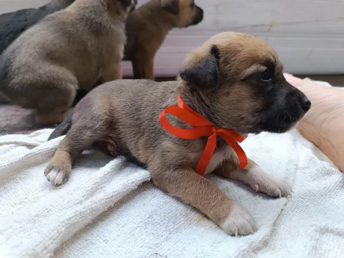 Cachorro ra a SRD-ViraLata idade Abaixo de 2 meses nome Três 