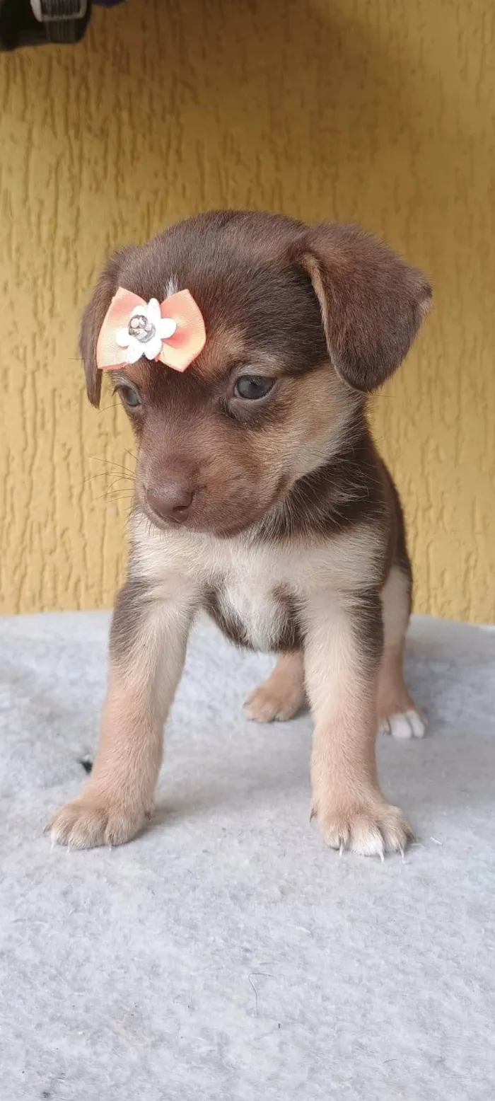 Cachorro ra a SRD-ViraLata idade 2 a 6 meses nome Samara