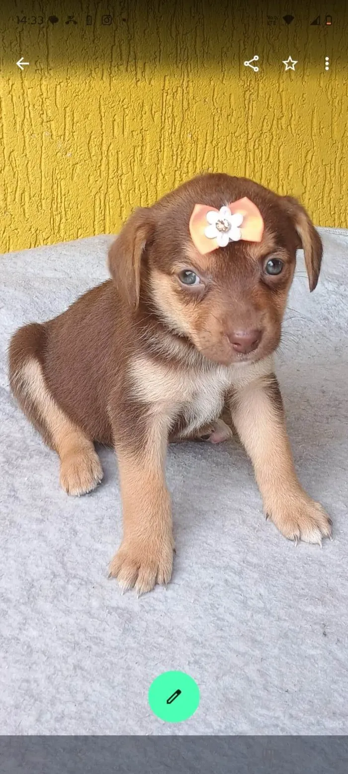 Cachorro ra a SRD-ViraLata idade 2 a 6 meses nome Samara
