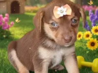 Cachorro ra a SRD-ViraLata idade 2 a 6 meses nome Samara