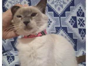 Gato raça SRD-ViraLata idade 2 anos nome Sem nome
