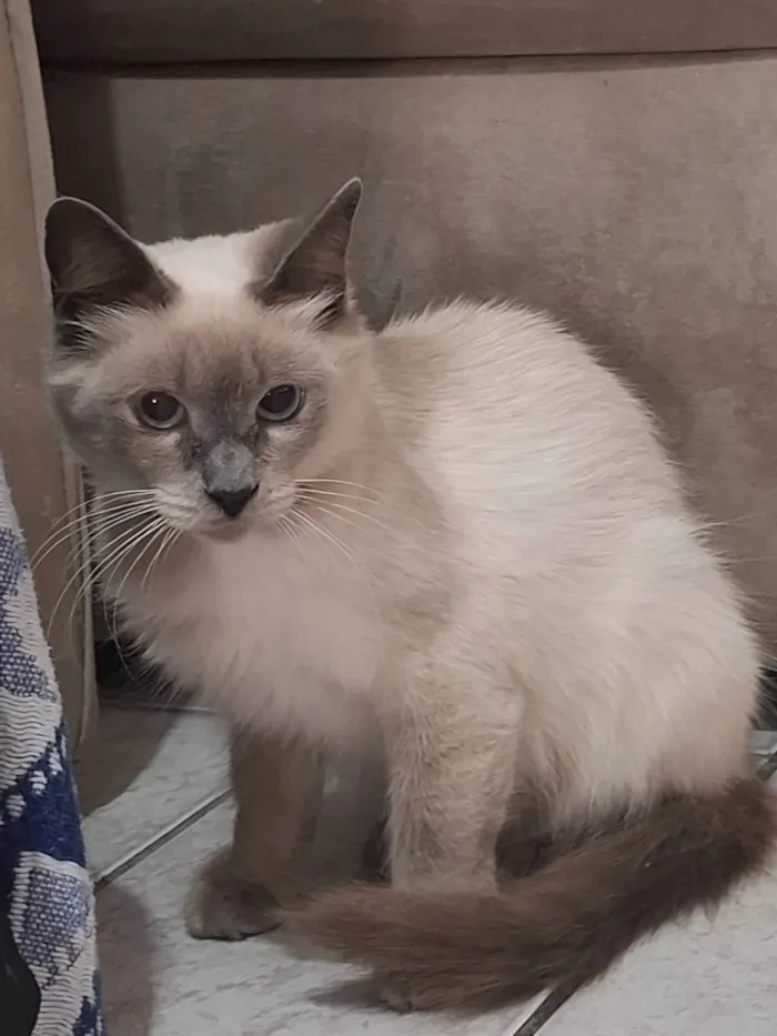 Gato ra a SRD-ViraLata idade 2 anos nome Sem nome