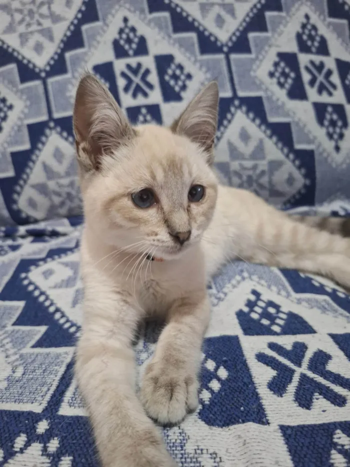 Gato ra a SRD-ViraLata idade 2 a 6 meses nome Sem nome