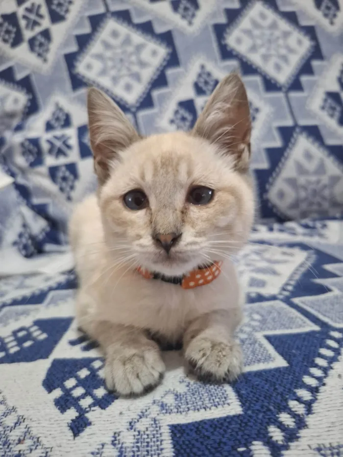 Gato ra a SRD-ViraLata idade 2 a 6 meses nome Sem nome