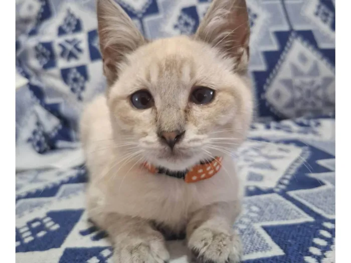 Gato ra a SRD-ViraLata idade 2 a 6 meses nome Sem nome