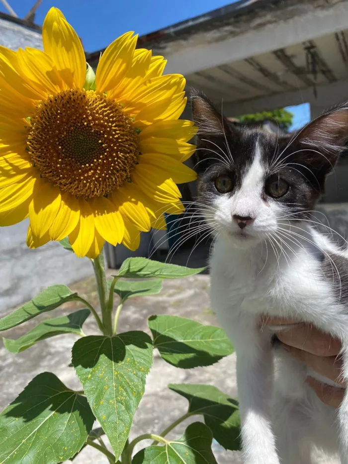 Gato ra a SRD-ViraLata idade 2 a 6 meses nome Vaquinha