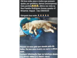 Gato raça SRD-ViraLata idade 6 ou mais anos nome Safira 