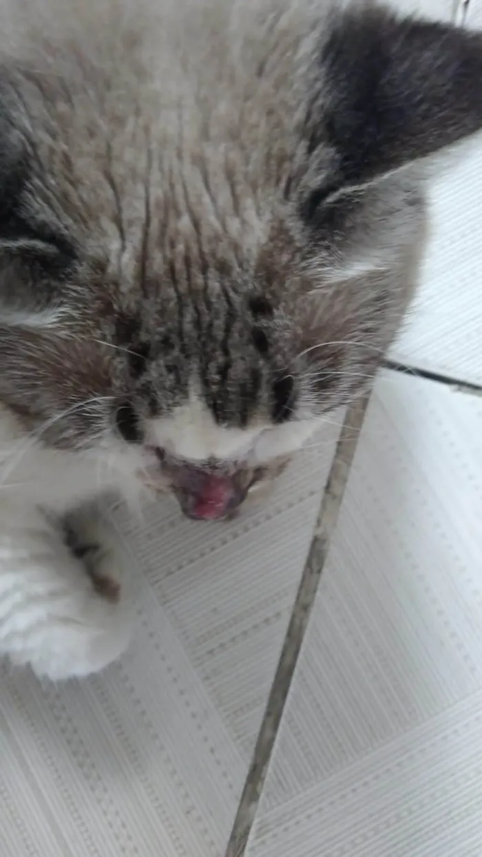 Gato ra a SRD-ViraLata idade 6 ou mais anos nome Safira 