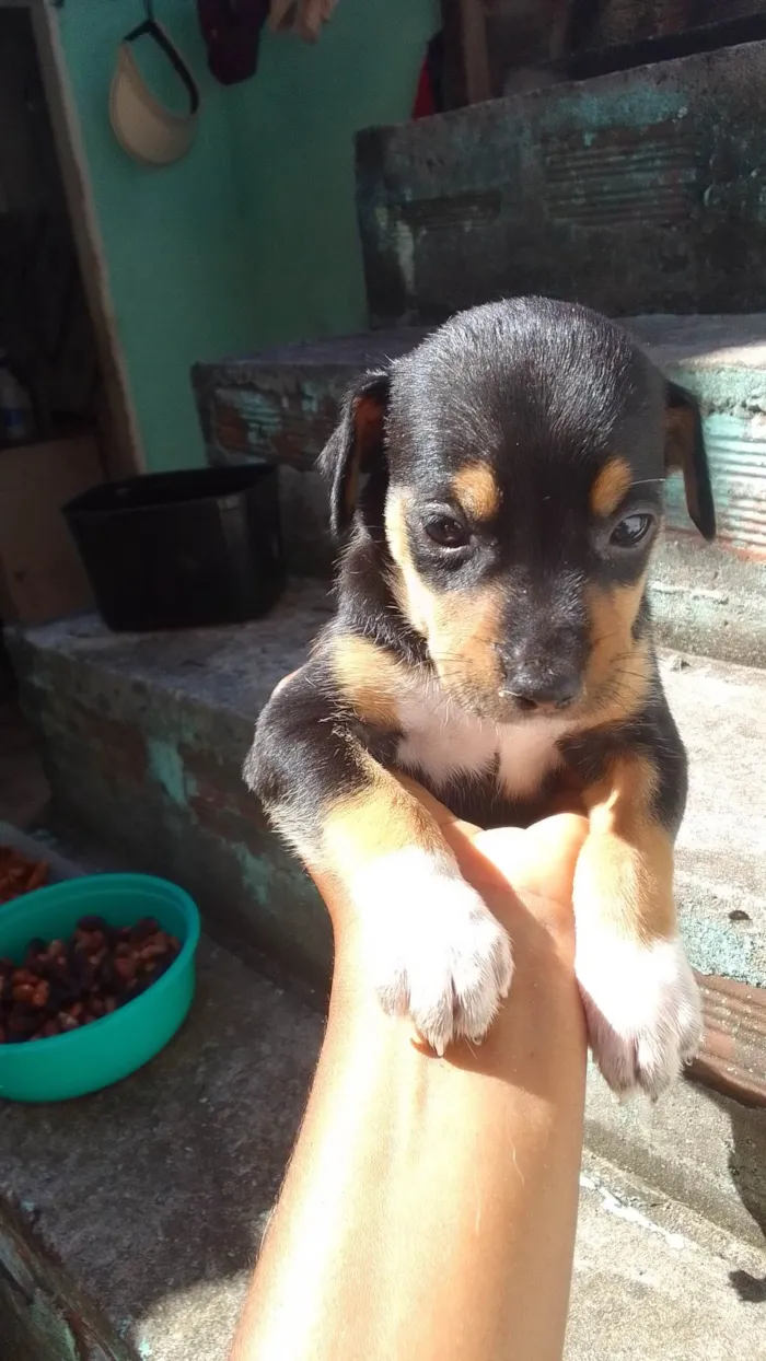 Cachorro ra a SRD-ViraLata idade 2 a 6 meses nome Ana