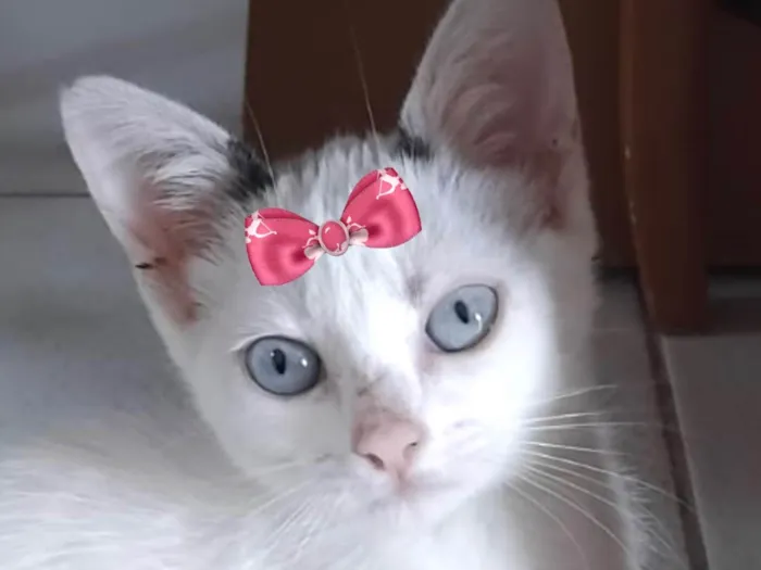 Gato raça SRD-ViraLata idade 2 a 6 meses nome Ayla 