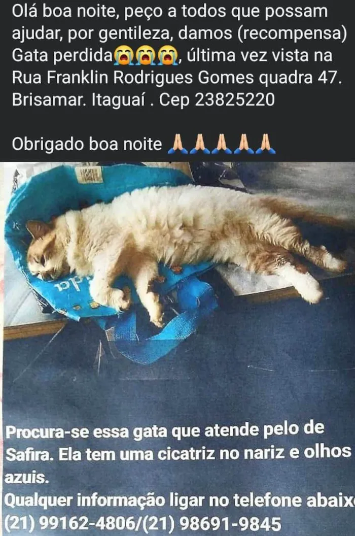 Gato ra a SRD-ViraLata idade 6 ou mais anos nome Peluda Safira 
