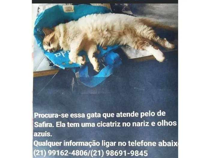 Gato ra a SRD-ViraLata idade 6 ou mais anos nome Peluda Safira 