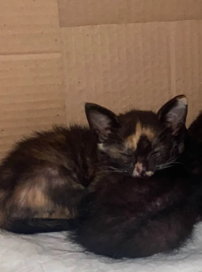 Gato ra a SRD-ViraLata idade 2 a 6 meses nome Rebecca