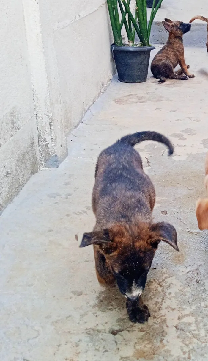 Cachorro ra a SRD-ViraLata idade Abaixo de 2 meses nome Sem nome