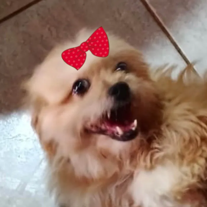 Cachorro ra a Shitzu idade 1 ano nome Sofia 